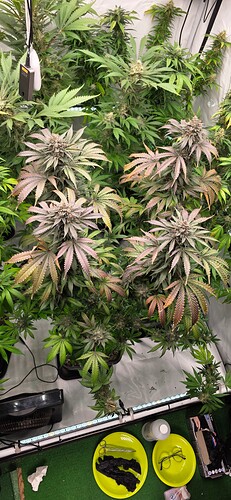 Growreport Bild 27