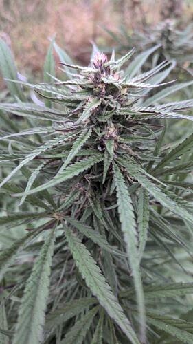 PurpleSatelliteXalib