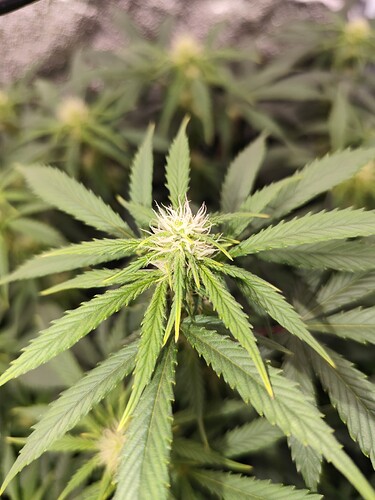 Growreport Bild 8