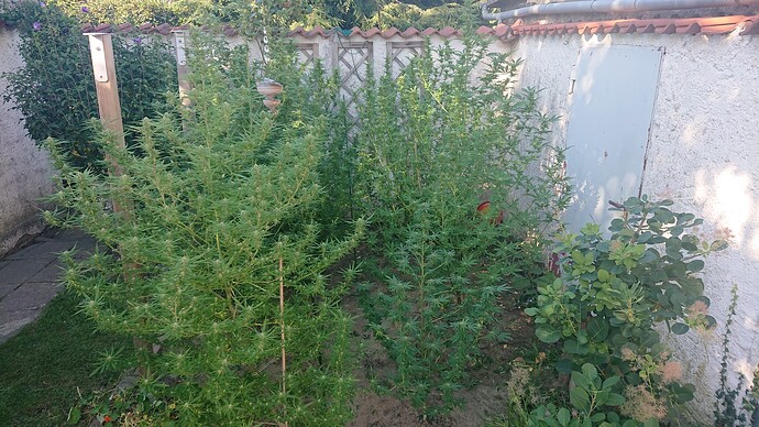 beet24.09.