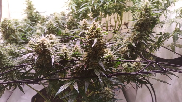 Growreport Bild 5