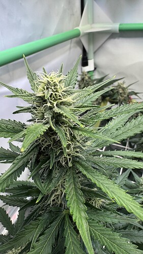 Growreport Bild 20