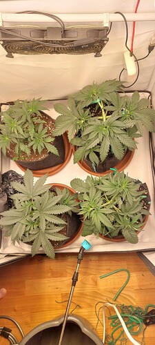 Growreport Bild 3