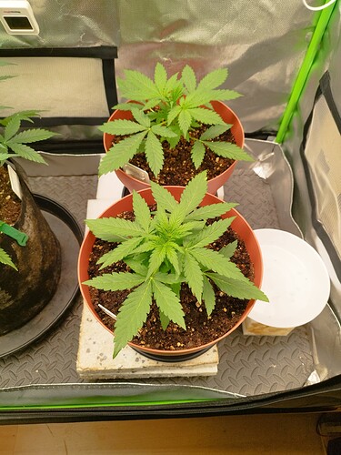 Zwei junge Cannabispflanzen in braunen Töpfen, die in einem Growzelt stehen. Eine Pflanze ist vorne links, die andere vorne rechts. Im Hintergrund sind weitere Pflanzen und Ausrüstung sichtbar.