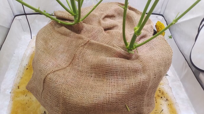Growreport Bild 13
