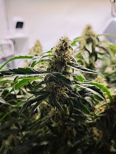 MVIMG_20251116_203751