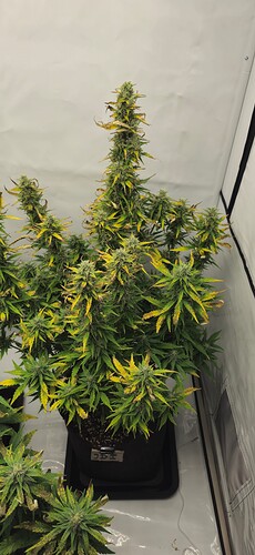 Growreport Bild 28