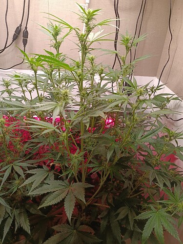 Growreport Bild 8