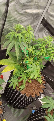 IMG_20251017_101723328