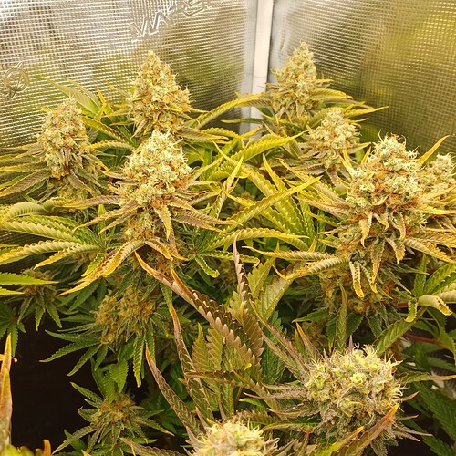 Growreport Bild 21