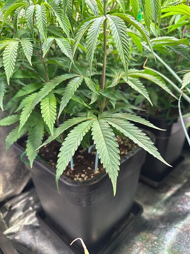 Growreport Bild 18