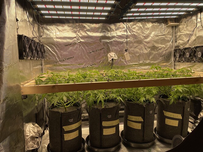 Vier Pflanzen in Vlies-Töpfen unter einer LED-Wachstumslampe in einer Growbox. Die Pflanzen sind im Wuchsstadium und zeigen Anzeichen von Entlaubung.