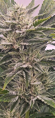 Growreport Bild 8