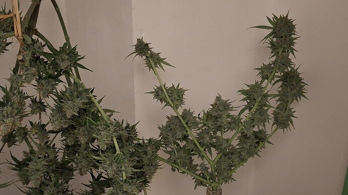 Growreport Bild 5