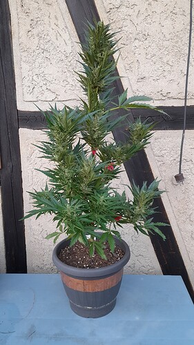 Growreport Bild 69