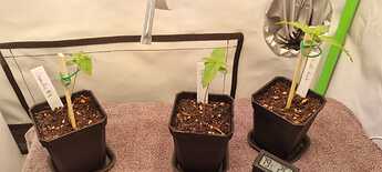 WhatsApp Image 2024-05-02 at 13.52.18 (4)