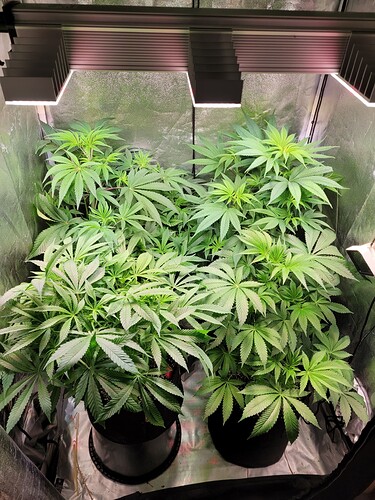 Growreport Bild 5