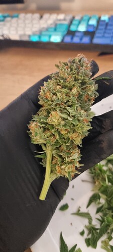 Growreport Bild 37