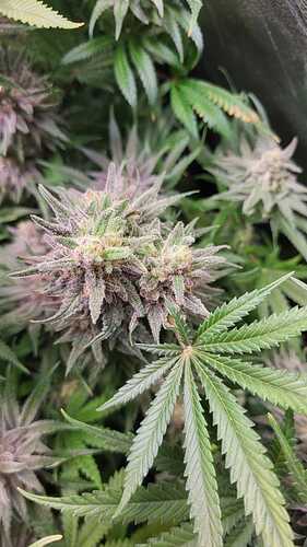 Growreport Bild 2