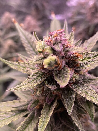 Growreport Bild 21