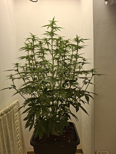Growreport Bild 98