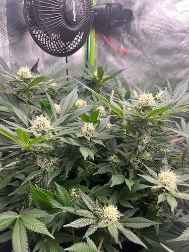 Cheese 20624 Bud 2