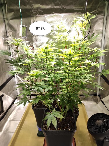 Growreport Bild 3