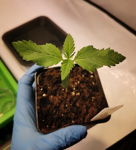 IMG_20241128_202918-01