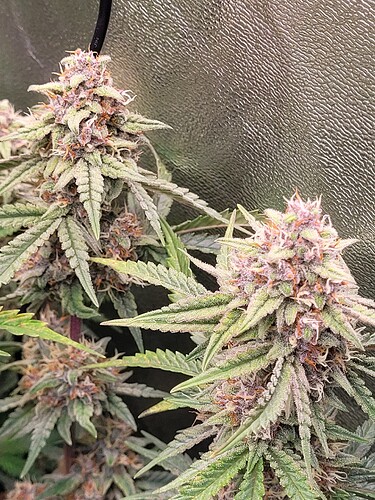 Growreport Bild 18