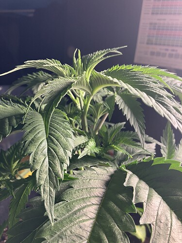 Growreport Bild 14