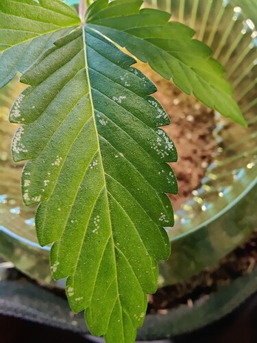 Growreport Bild 12