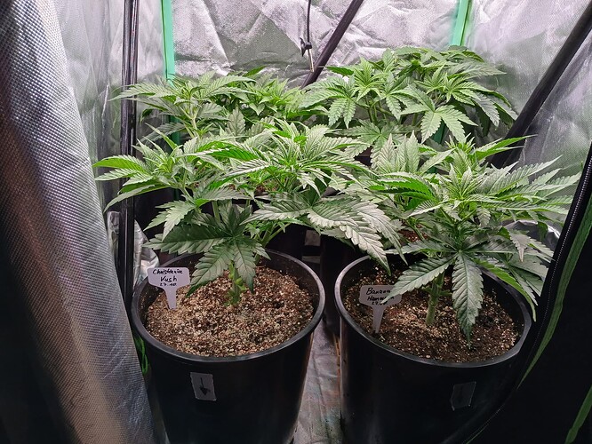 Growreport Bild 9