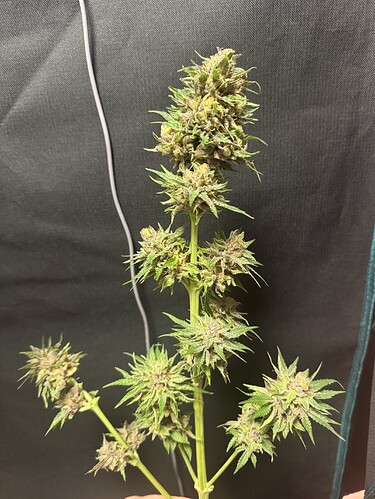 Growreport Bild 21