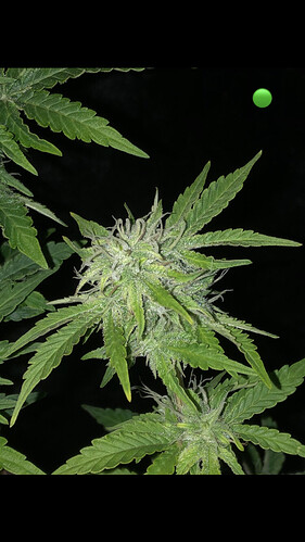 Growreport Bild 21