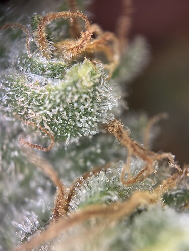 Growreport Bild 65