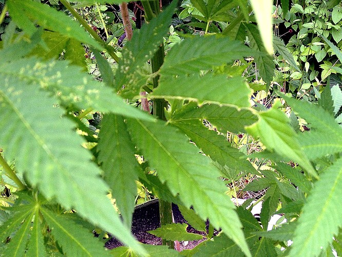 Growreport Bild 12