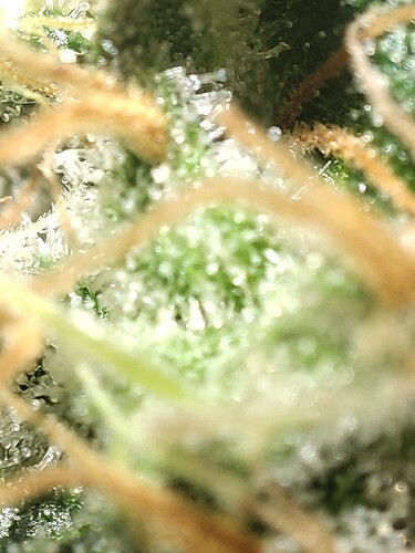 Growreport Bild 105
