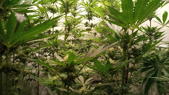 Growreport Bild 64