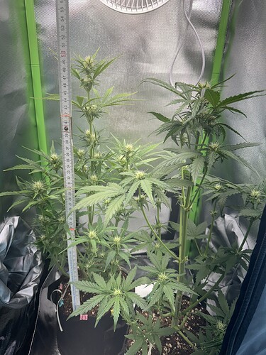 Growreport Bild 3
