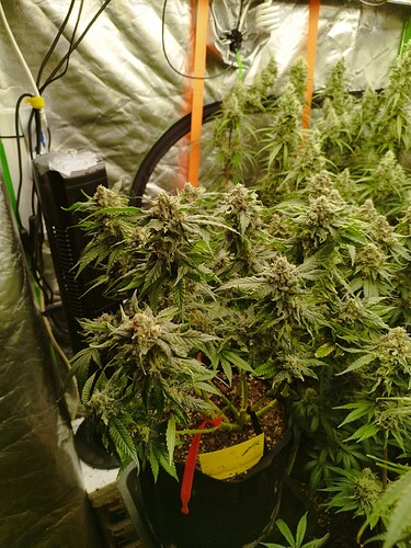 Mehrere blühende Cannabispflanzen in einem Zelt, mit sichtbaren Trichomen und dichtem Blattwerk.