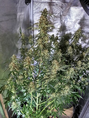 Growreport Bild 1