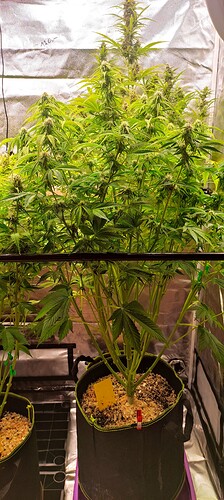 Growreport Bild 30