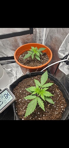 Growreport Bild 4