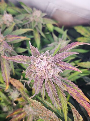 MVIMG_20251125_180724