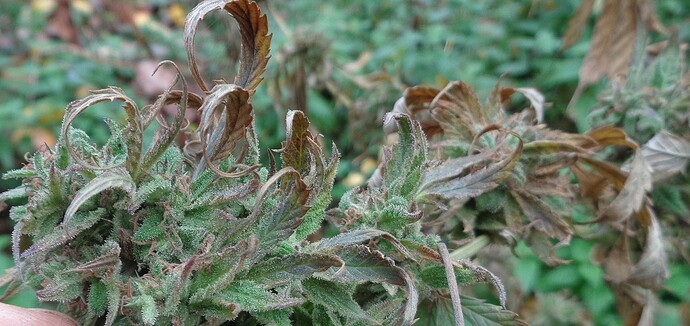Easy Sativa 1