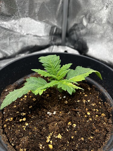 Growreport Bild 8