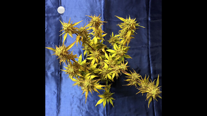 Growreport Bild 8