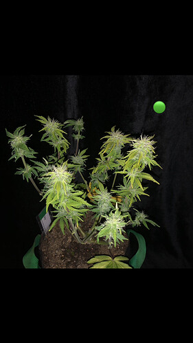Growreport Bild 27