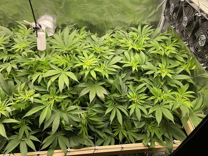 Eine Growbox mit vielen jungen Cannabispflanzen, die sich im Wuchs befinden. Lüfter sind an der Decke montiert.