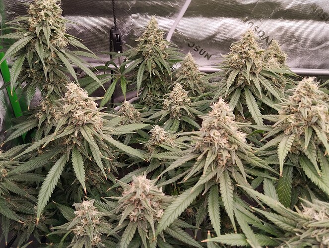 Growreport Bild 20
